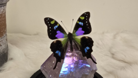 Set Fantasy "Angel Aura Amethist & Weiskei"