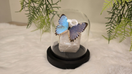 Set Fantasy "Angel Aura Rozenkwarts & Portis"