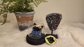 Set Fantasy "Dark Titanium & Orange Callicore"