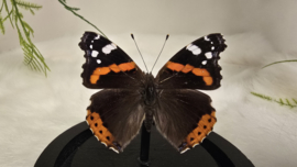 Vlinder Vanessa Atalanta