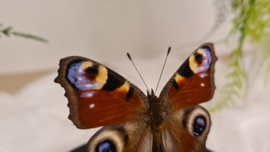 Vlinder Aglais Io- Dagpauwoog