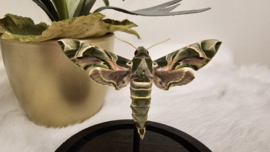Vlinder Daphnis Nerii- Oleanderpijlstaart