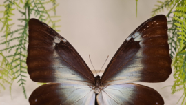 Vlinder Morpho Cisseis