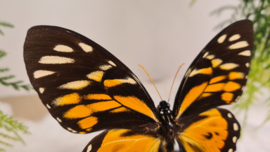 Vlinder Papilio Zagreus