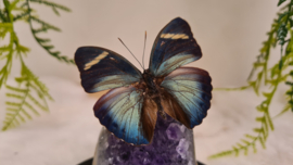 Set Fantasy "Amethist & Medon"