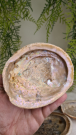 Abalone schelp L- Soft Pearl (120-130mm)