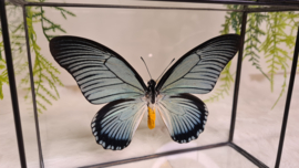 Vlinder Papilio Zalmoxis