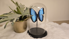 Vlinder Morpho Peleides Carillensis