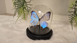 Vlinder Morpho Sulkowskyi