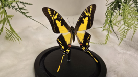 Vlinder Eurytides Thyastus