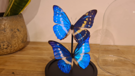 Set vlinders "Exclusive Duo"