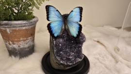 Set Fantasy "Galaxy Amethist & Peleides"