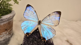 Set Fantasy "Galaxy Amethist & Sulkowskyi"