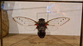 Mega cicade Pomponia Intermedia