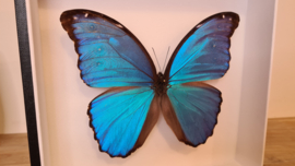 Vlinder Morpho Didius