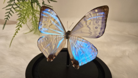 Vlinder Morpho Sulkowskyi