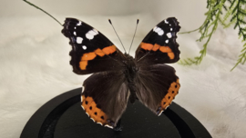 Vlinder Vanessa Atalanta