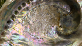 Abalone schelp XL (160-170mm)