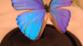 Vlinder Morpho Aurora