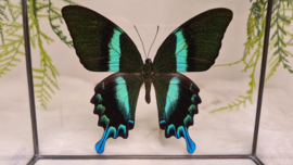 Vlinder Papilio Blumei