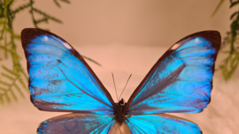 Vlinder Morpho Aurora