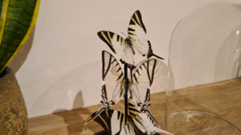 Set vlinders "Natural Swallowtails"
