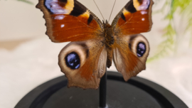 Vlinder Aglais Io- Dagpauwoog