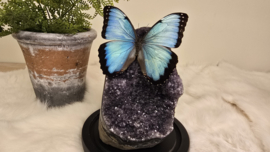 Set Fantasy "Galaxy Amethist & Peleides"