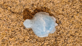 Larimar Schildpadje Medium No.4