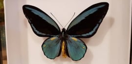 Vlinder Ornithoptera Aesacus