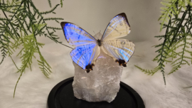 Set Fantasy "Angel Aura Rozenkwarts & Sulkowkyi"