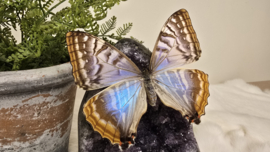 Set Fantasy "Amethist & Sulkowskyi female"