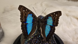 Set Fantasy "Titanium Aura & Doxocopa"