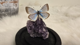 Set Fantasy "Amethist & Dorylas"