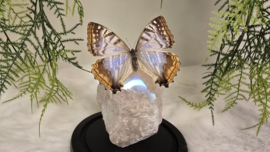 Set Fantasy "Angel Aura Rozenkwarts & Sulkowkyi Female"