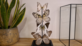 Set vlinders "Natural Display"