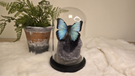 Set Fantasy "Galaxy Amethist & Peleides"