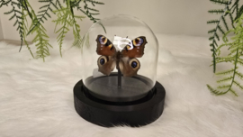 Vlinder Aglais Io- Dagpauwoog