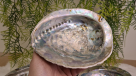 Abalone schelp XXL (170-180mm)