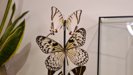 Set vlinders "Natural Display"