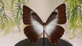 Vlinder Morpho Cisseis