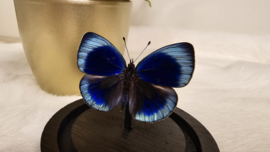 Vlinder Asterope Philotima