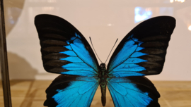 Vlinder Papilio Ulysses