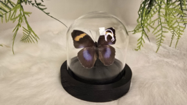 Vlinder Euphaedra Medon ssp