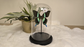 Vlinder Papilio Blumei