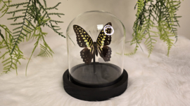 Vlinder Graphium Macfarlanei ssp