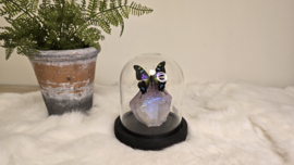 Set Fantasy "Angel Aura Amethist & Weiskei"