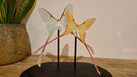 Set vlinders "Chinese Moon Moths"