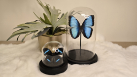 Vlinder Morpho Peleides Carillensis