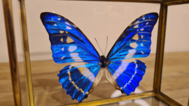 Vlinder Morpho Cypris